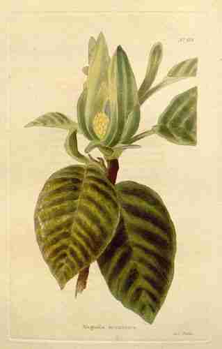 Illustration Magnolia acuminata, Par Loddiges, C., The botanical cabinet, vol. 5: t. 418 (1827), via plantillustrations.org 
