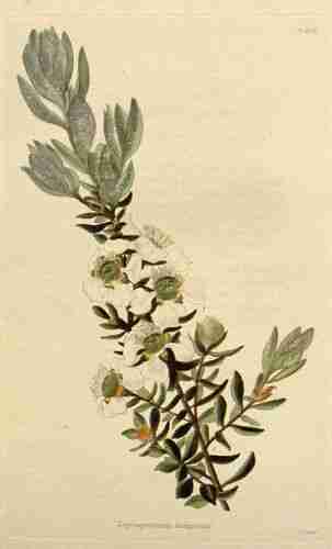 Illustration Leptospermum lanigerum, Par Loddiges C. (The botanical cabinet, vol. 12: t. 1192, 1827), via plantillustrations.org 