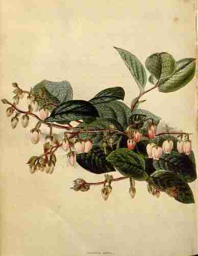 Illustration Gaultheria shallon, The botanical cabinet [C. Loddiges] (vol. 14: t. 1372 ; 1827) [?], via plantillustrations.org 