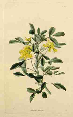 Illustration Medicago arborea, Par Loddiges C. (The botanical cabinet, vol. 14: t. 1379 ; 1827), via plantillustrations.org 