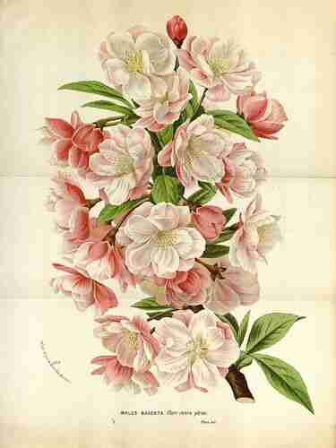 Illustration Malus baccata, Par Houtte L. van (Flore des serres et des jardin de l´Europe, vol. 19: t. 0 ; 1845), via plantillustrations.org 