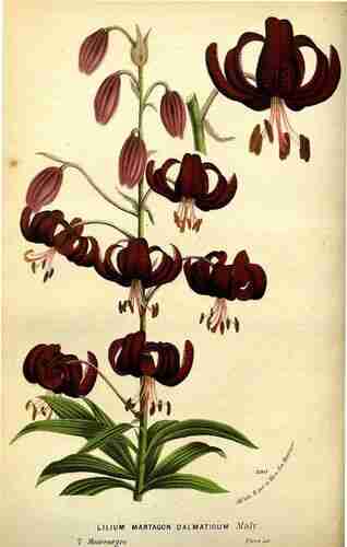 Illustration Lilium martagon, Par Houtte L. van (Flore des serres et des jardin de l´Europe, vol. 20: t. 0, 1845), via plantillustrations.org 