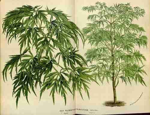 Illustration Acer palmatum, Par Houtte L. van (Flore des serres et des jardin de l´epe, vol. 21: t. 0 ; 1845), via plantillustrations.org 