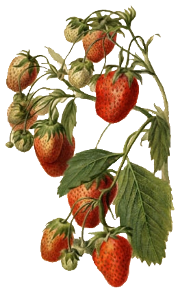 Illustration Fragaria x ananassa, Par Deborah Griscom Passmore, via wikimedia 
