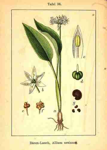 Illustration Allium ursinum, Par Krause E.H.L., Sturm J., Lutz K.G. (Flora von Deutschland in Abbildungen nach der Natur, Zweite auflage, vol. 1: t. 36 ; 1906), via x 
