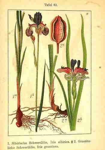 Illustration Iris sibirica, Par Krause E.H.L., Sturm J., Lutz K.G. (Flora von Deutschland in Abbildungen nach der Natur, Zweite auflage, vol. 1: t. 61, 1906), via plantillustrations.org 