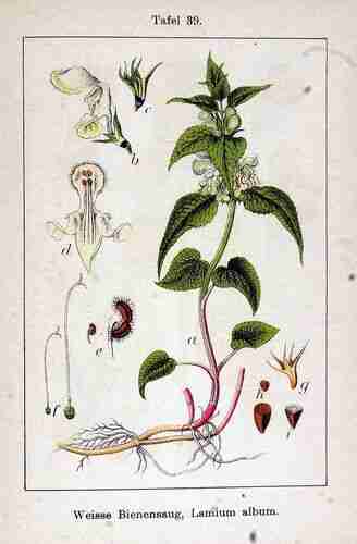 Illustration Lamium album, Par Krause E.H.L., Sturm J., Lutz K.G. (Flora von Deutschland in Abbildungen nach der Natur, Zweite auflage, vol. 11: t. 39, 1903), via plantillustrations.org 