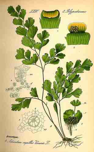 Illustration Adiantum capillus-veneris, Par Thomé O.W. (Flora von Deutschland Österreich und der Schweiz, Tafeln, vol. 1: t. 4 ; 1885), via plantillustrations.org 