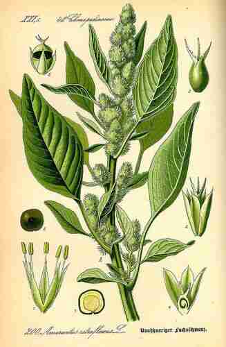 Illustration Amaranthus retroflexus, Par Thomé O.W. (Flora von Deutschland Österreich und der Schweiz, Tafeln, vol. 2: t. 200 ; 1885), via plantillustrations.org 