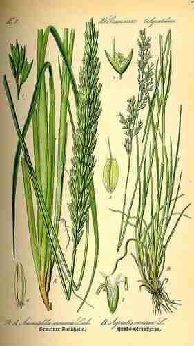 Illustration Ammophila arenaria, Par Thomé O.W. (Flora von Deutschland Österreich und der Schweiz, Tafeln, vol. 1: t. 74, fig. A ; 1885), via plantillustrations.org 