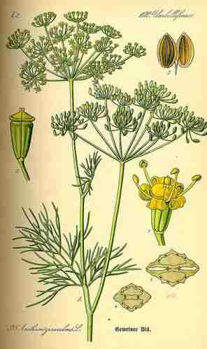 Illustration Anethum graveolens, Par Thomé O.W. (Flora von Deutschland Österreich und der Schweiz, Tafeln, vol. 3: t. 378 ; 1885), via plantillustrations.org 
