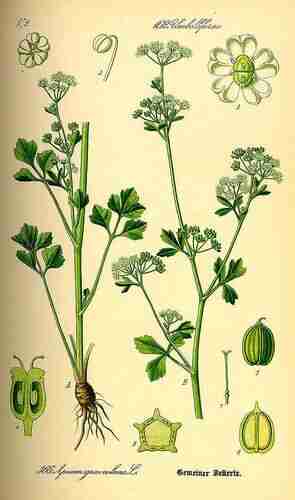 Illustration Apium graveolens, Par Thomé O.W. (Flora von Deutschland Österreich und der Schweiz, Tafeln, vol. 3: t. 366 ; 1885), via plantillustrations.org 