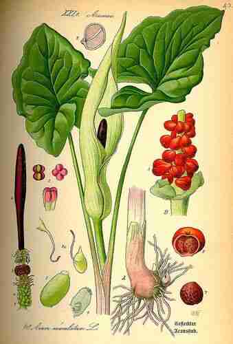 Illustration Arum maculatum, Par Thomé O.W. (Flora von Deutschland Österreich und der Schweiz, Tafeln, vol. 1: t. 40 ; 1885), via plantillustrations.org 