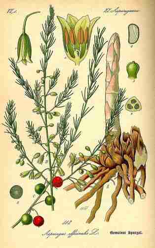 Illustration Asparagus officinalis, Par Thomé O.W. (Flora von Deutschland Österreich und der Schweiz, Tafeln, vol. 1: t. 113 ; 1885), via plantillustrations.org 