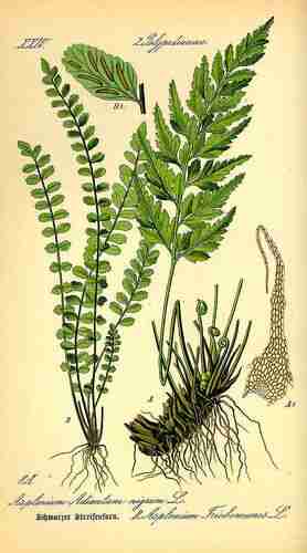 Illustration Asplenium trichomanes, Par Thomé O.W. (Flora von Deutschland Österreich und der Schweiz, Tafeln, vol. 1: t. 8, fig. B ; 1885), via plantillustrations.org 