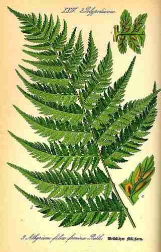 Illustration Athyrium filix-femina, Par Thomé O.W. (Flora von Deutschland Österreich und der Schweiz, Tafeln, vol. 1: t. 9 ; 1885), via plantillustrations.org 