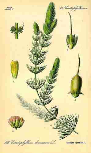 Illustration Ceratophyllum demersum, Par Thomé O.W. (Flora von Deutschland Österreich und der Schweiz, Tafeln, vol. 2: t. 186 ; 1885), via plantillustrations.org 