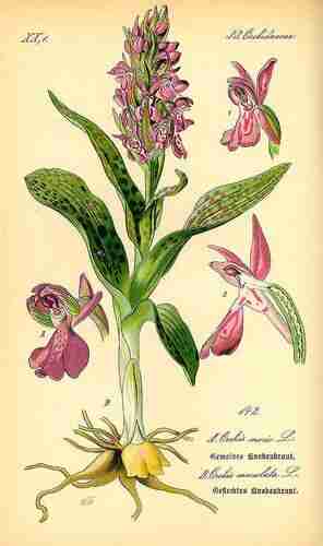 Illustration Dactylorhiza maculata, Par Thomé O.W. (Flora von Deutschland Österreich und der Schweiz, Tafeln, vol. 1: t. 142, fig. B ; 1885), via plantillustrations.org 