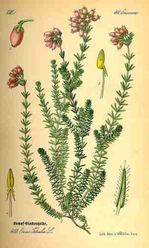 Illustration Erica tetralix, Par Thomé O.W. (Flora von Deutschland Österreich und der Schweiz, Tafeln, vol. 4: t. 465 ; 1885), via plantillustrations.org 
