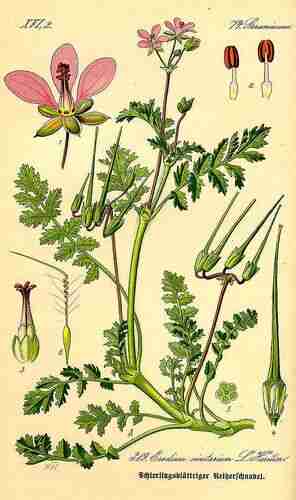 Illustration Erodium cicutarium, Par Thomé O.W. (Flora von Deutschland Österreich und der Schweiz, Tafeln, vol. 3: t. 319 ; 1885), via plantillustrations.org 