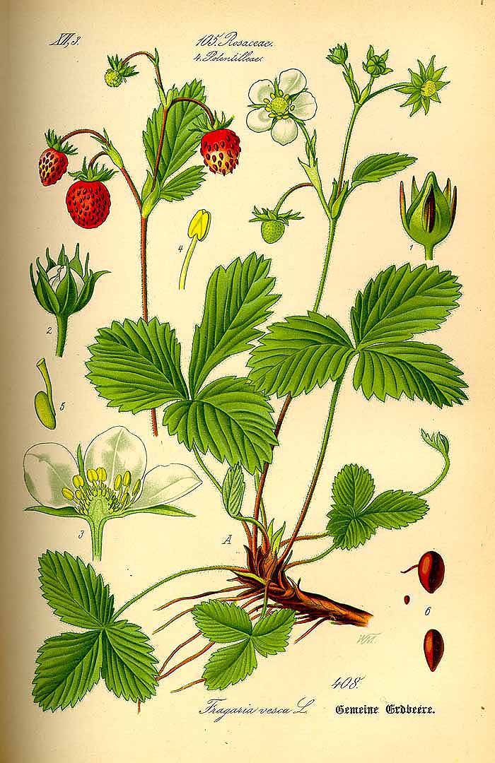 Illustration Fragaria vesca, Par Thomé O.W. (Flora von Deutschland Österreich und der Schweiz, Tafeln, vol. 3: t. 408, 1885), via plantillustrations.org 