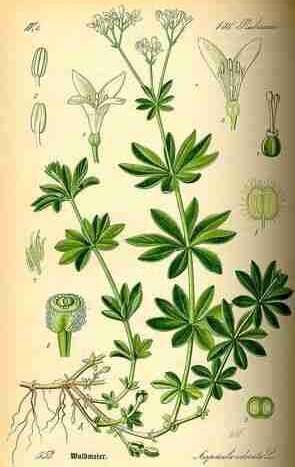 Illustration Galium odoratum, Par Thomé O.W. (Flora von Deutschland Österreich und der Schweiz, Tafeln, vol. 4: t. 553, 1885), via plantillustrations.org 