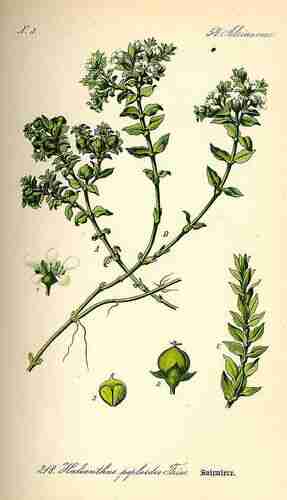 Illustration Honckenya peploides, Par Thomé O.W. (Flora von Deutschland Österreich und der Schweiz, Tafeln, vol. 2: t. 218 ; 1885), via plantillustrations.org 