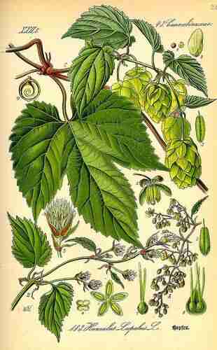 Illustration Humulus lupulus, Par Thomé O.W. (Flora von Deutschland Österreich und der Schweiz, Tafeln, vol. 2: t. 183, 1885), via plantillustrations.org 