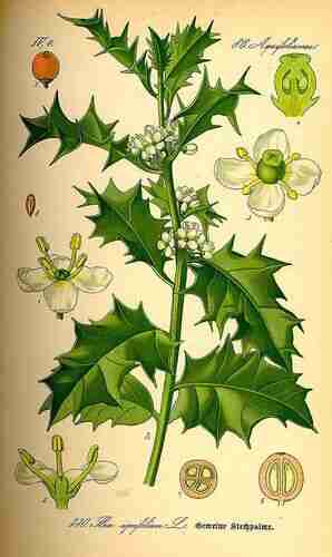 Illustration Ilex aquifolium, Par Thomé O.W. (Flora von Deutschland Österreich und der Schweiz, Tafeln, vol. 3: t. 330, 1885), via plantillustrations.org 