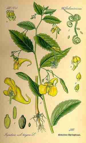 Illustration Impatiens noli-tangere, Par Thomé O.W. (Flora von Deutschland Österreich und der Schweiz, Tafeln, vol. 3: t. 320, 1885), via plantillustration.org 