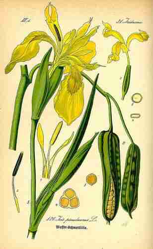 Illustration Iris pseudacorus, Par Thomé, O.W., Flora von Deutschland Österreich und der Schweiz, Tafeln, vol. 1: t. 136 (1885), via plantillustrations.org 