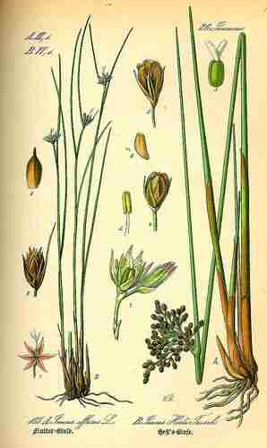 Illustration Juncus effusus, Par Thomé O.W. (Flora von Deutschland Österreich und der Schweiz, Tafeln, vol. 1: t. 105, fig. A, 1885), via plantillustrations.org 