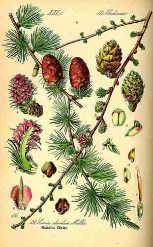 Illustration Larix decidua, Par Thomé O.W. (Flora von Deutschland Österreich und der Schweiz, Tafeln, vol. 1: t. 26, 1885), via plantillustrations.org 