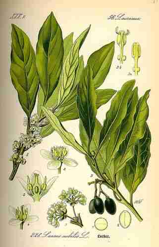 Illustration Laurus nobilis, Par Thomé O.W. (Flora von Deutschland Österreich und der Schweiz, Tafeln, vol. 2: t. 228, 1885), via plantillustrations.org 