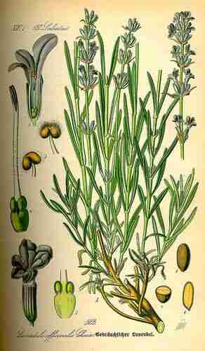 Illustration Lavandula angustifolia, Par Thomé O.W. (Flora von Deutschland Österreich und der Schweiz, Tafeln, vol. 4: t. 512, 1885), via plantillustrations 
