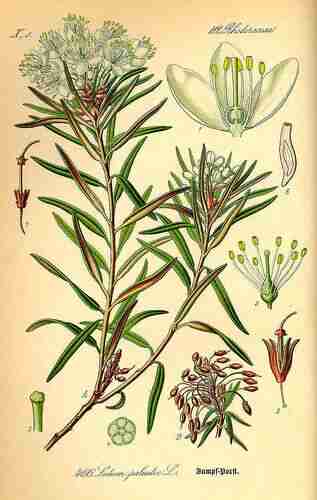 Illustration Rhododendron tomentosum, Par Thomé O.W. (Flora von Deutschland Österreich und der Schweiz, Tafeln, vol. 4: t. 466, 1885), via plantillustrations.org 
