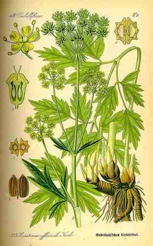 Illustration Levisticum officinale, Par Thomé O.W. (Flora von Deutschland Österreich und der Schweiz, Tafeln, vol. 3: t. 375, 1885), via plantillustrations.org 