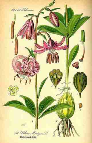 Illustration Lilium martagon, Par Thomé O.W. (Flora von Deutschland Österreich und der Schweiz, Tafeln, vol. 1: t. 118, 1885), via plantillustrations.org 