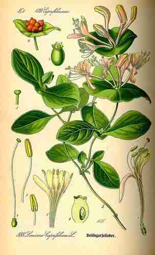Illustration Lonicera caprifolium, Par Thomé O.W. (Flora von Deutschland Österreich und der Schweiz, Tafeln, vol. 4: t. 558, 1885), via plantillustrations.org 
