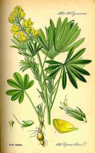 Illustration Lupinus luteus, Thomé O.W. (Flora von Deutschland Österreich und der Schweiz, Tafeln, vol. 3: t. 426, 1885), via plantillustrations.org 
