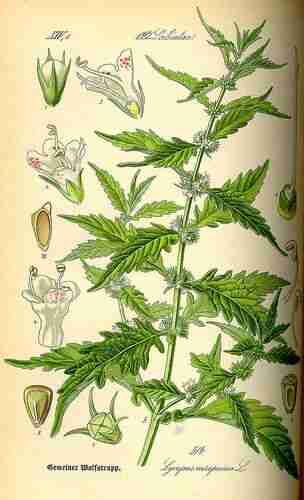 Illustration Lycopus europaeus, Par Thomé O.W. (Flora von Deutschland Österreich und der Schweiz, Tafeln, vol. 4: t. 514, 1885), via plantillustrations.org 