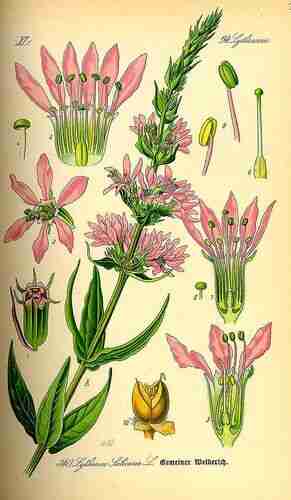 Illustration Lythrum salicaria, Par Thomé O.W. (Flora von Deutschland Österreich und der Schweiz, Tafeln, vol. 3: t. 340, 1885), via plantillustrations.org 
