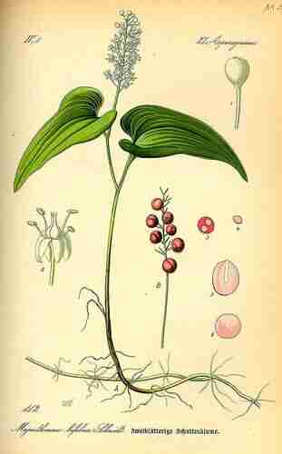 Illustration Maianthemum bifolium, Par Thomé O.W. (Flora von Deutschland Österreich und der Schweiz, Tafeln, vol. 1: t. 112, 1885), via plantillustrations.org 