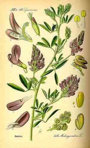 Illustration Medicago sativa, Par Thomé O.W. (Flora von Deutschland Österreich und der Schweiz, Tafeln, vol. 3: t. 434 ; 1885), via plantillustrations.org 