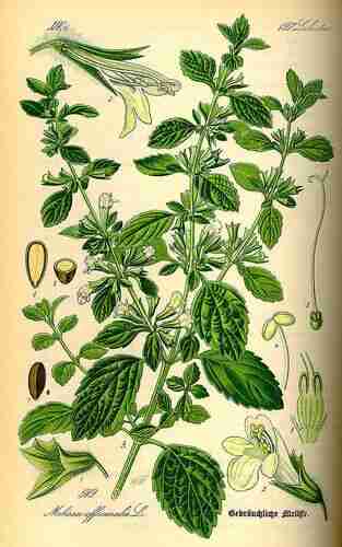 Illustration Melissa officinalis altissima, Par Thomé O.W. (Flora von Deutschland Österreich und der Schweiz, Tafeln, vol. 4: t. 519 ; 1885), via plantillustrations 