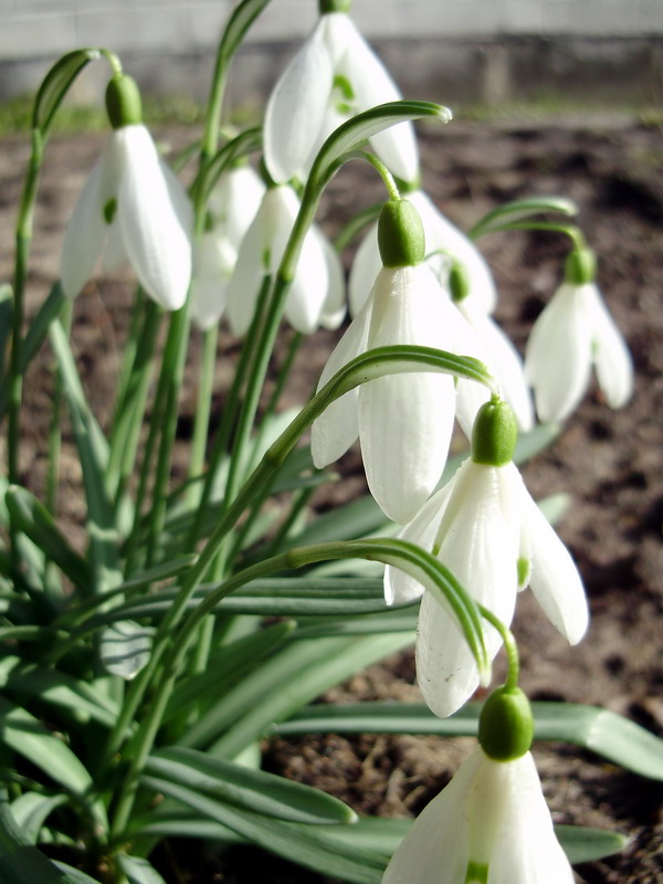 Illustration Galanthus nivalis, Par Tocekas, via wikimedia 