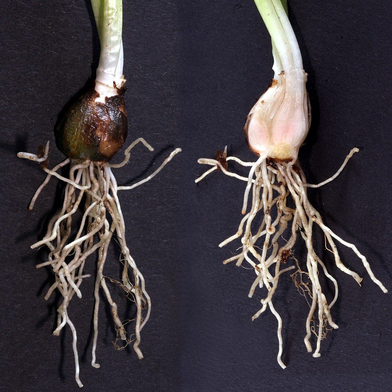 Illustration Galanthus nivalis, Par Armin+K%C3%BCbelbeck+%28Kuebi%29, via wikimedia 
