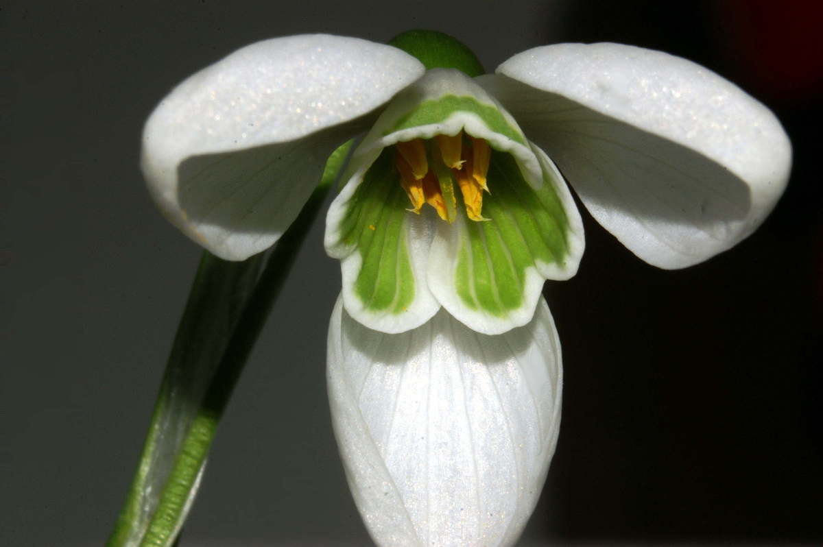 Illustration Galanthus nivalis, Par Benjamin Zwittnig, via wikimedia 