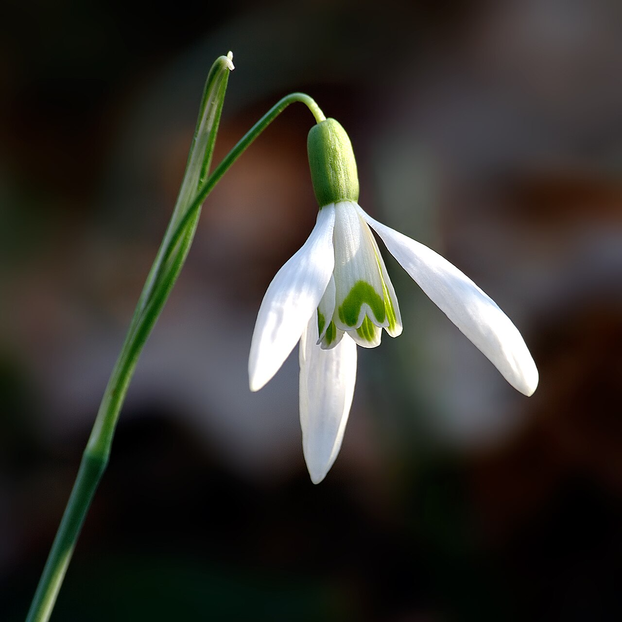 Illustration Galanthus nivalis, Par Andr%C3%A9+Karwath+(Aka), via wikimedia 