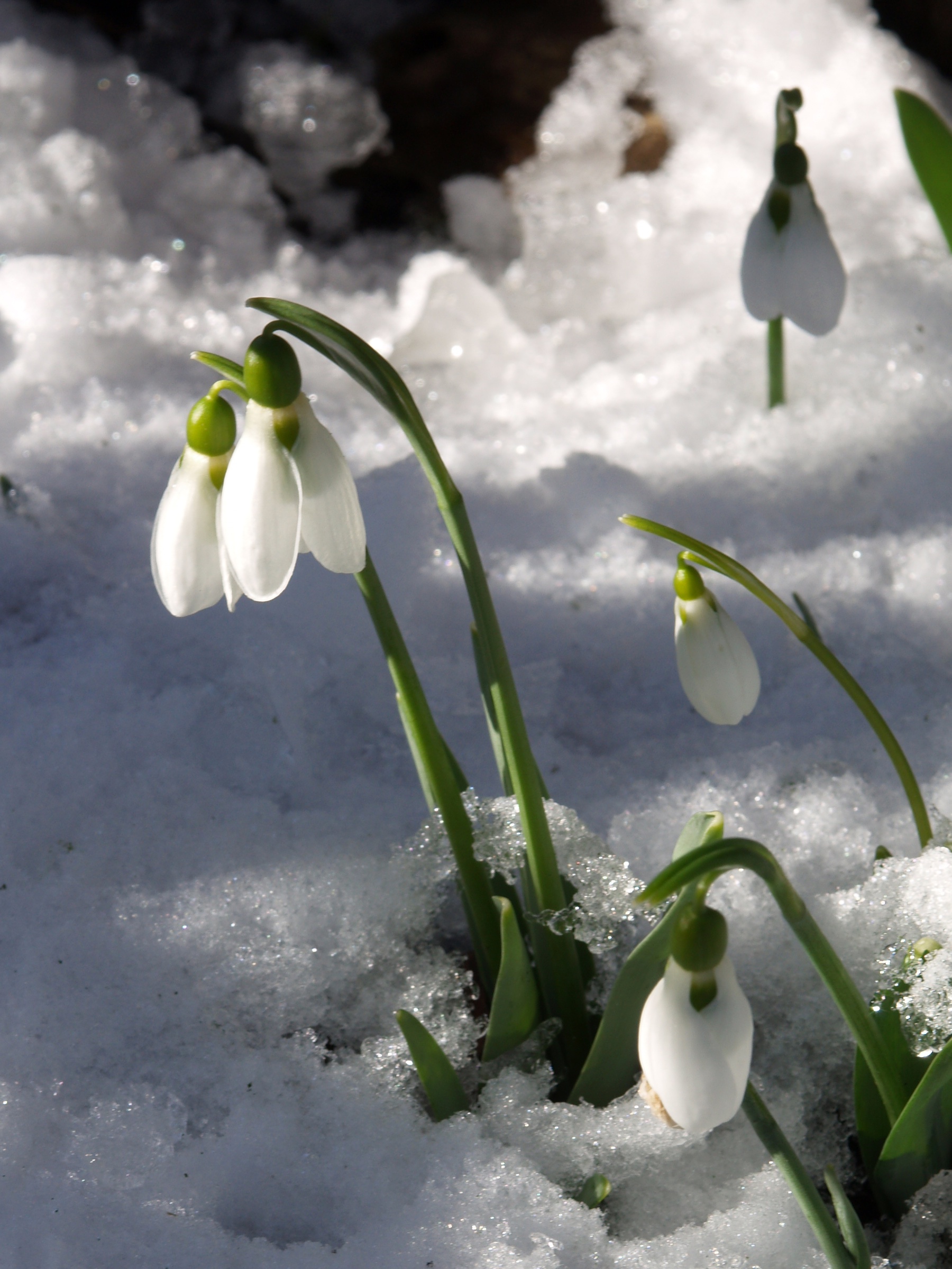 Illustration Galanthus nivalis, Par Ilsemarie, via wikimedia 